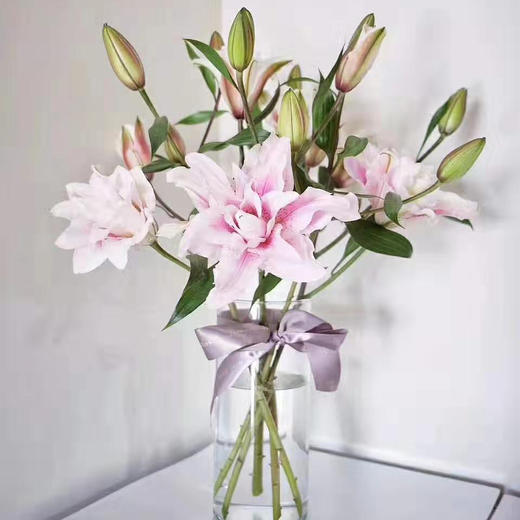 重瓣百合·伊莎贝拉 商品图1