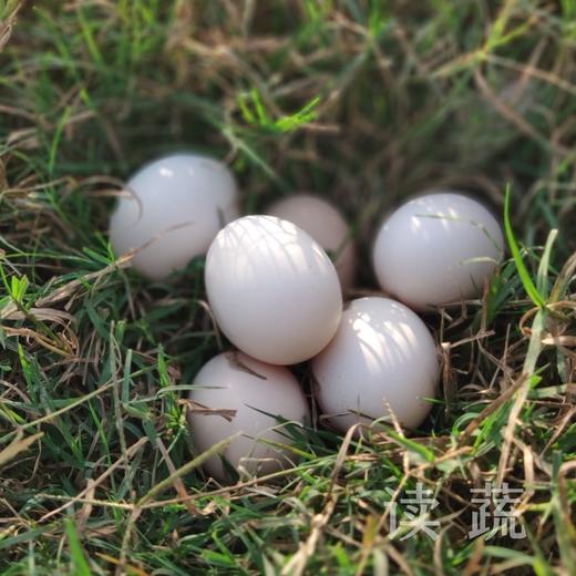 林地散养土鸡蛋 新鲜限量 (60枚装) 商品图0