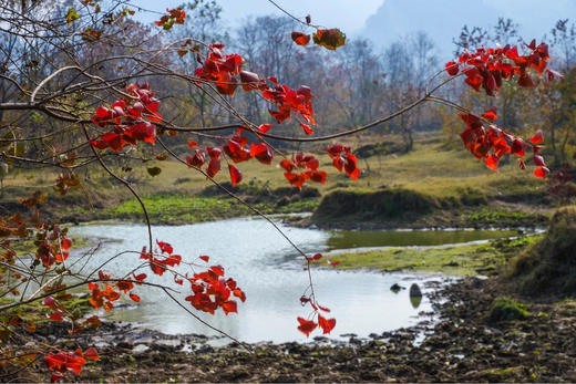 11月27日/12月17日广西乌桕滩、恭城月柿、秀美相公山3天摄影（臻享） 商品图3