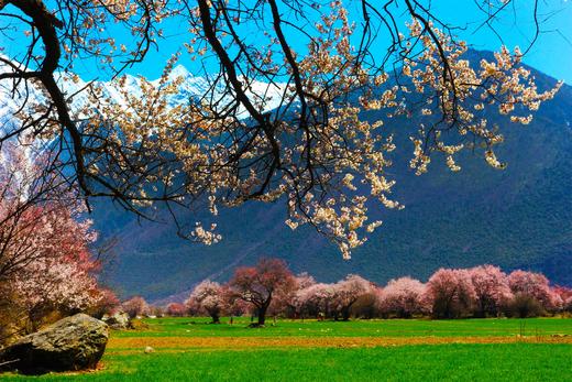 3月24日【滇藏·桃花醉】越野赏花新通道·香格里拉·波密林芝·墨脱11天摄影 商品图5