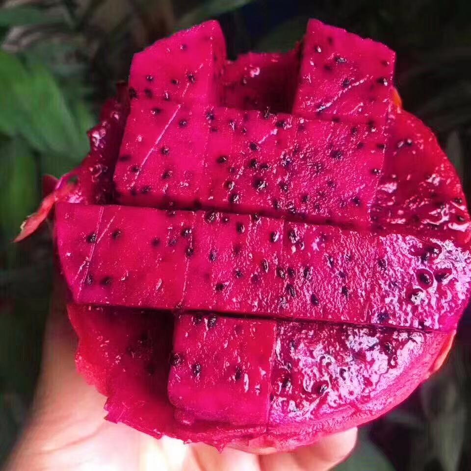 【蜜宝.火龙果】好吃的火龙果，没有之一，完全颠覆火龙果的定义，甜的爽口，初恋的味道，哈哈