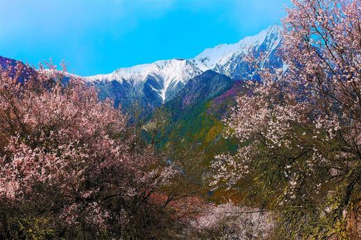 3月24日【滇藏·桃花醉】越野赏花新通道·香格里拉·波密林芝·墨脱11天摄影 商品图3