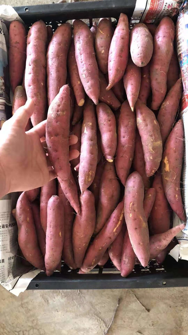 正宗福建漳浦六鳌沙地红薯好吃纯天然5斤装259元起江浙沪包邮哦