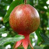 突尼斯软籽石榴  新鲜采摘 当季新鲜水果 包邮 商品缩略图2