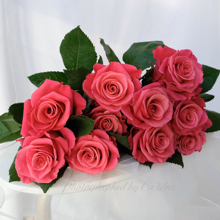 肯尼亚玫瑰塔卡兹10支