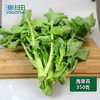 青菜苔 商品缩略图0