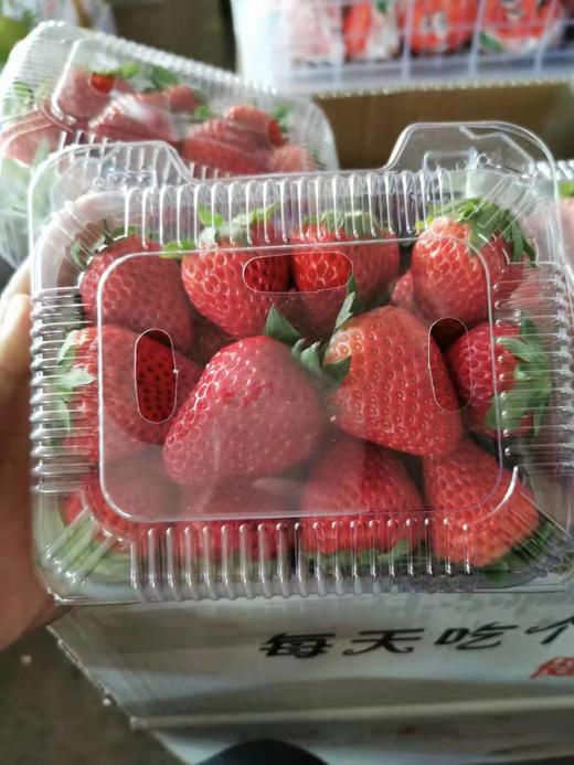 本地牛奶草莓500g2盒