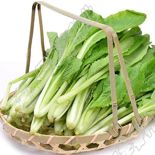 小白菜 商品图0