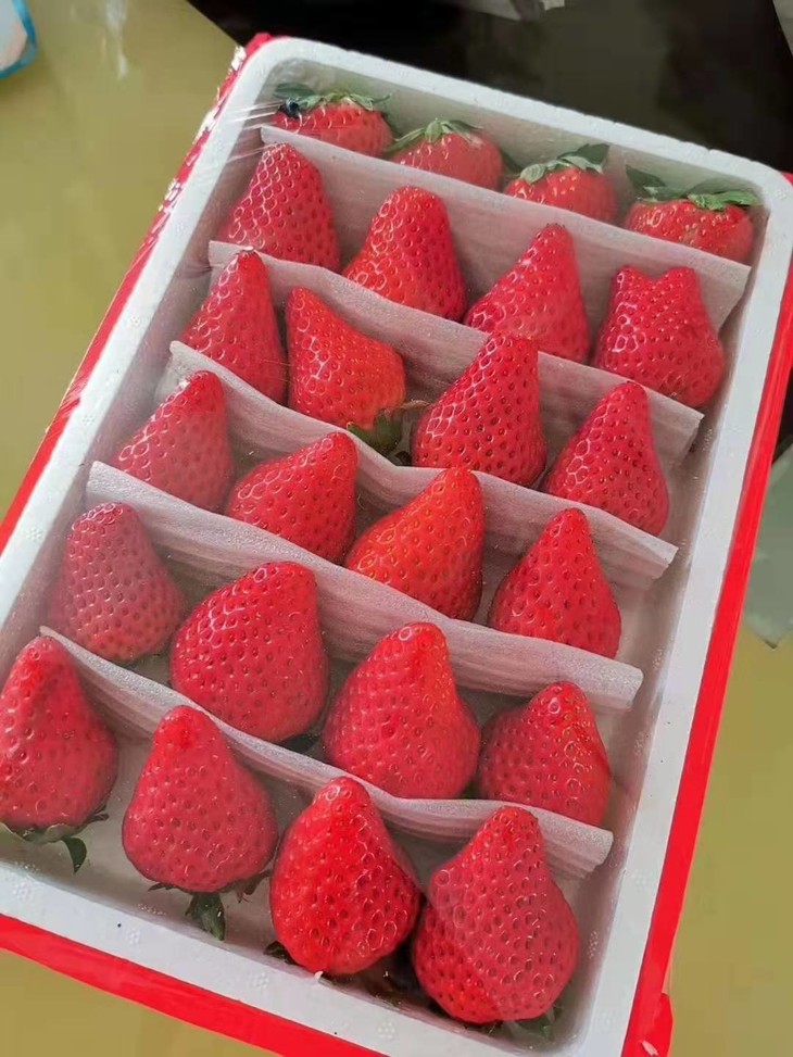 市内同城65元购一箱14斤左右牛奶草莓丹60东九九60最67大的草莓