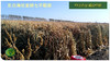 CSA预售认购2022七不水稻大米CSA委托种植土地认购 浙江仙居委托种植水稻土地配送份额1分-1亩 商品缩略图8