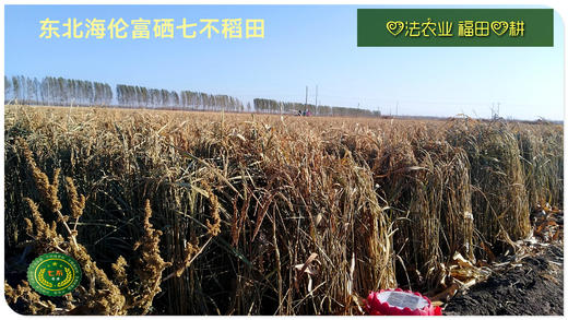 CSA预售认购2022七不水稻大米CSA委托种植土地认购 浙江仙居委托种植水稻土地配送份额1分-1亩 商品图8