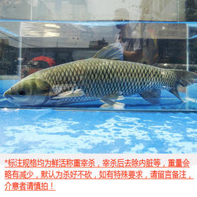 草鱼（每条约3.5~5斤，2.5斤起售，量大需提前预定）