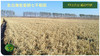 CSA预售认购2022七不水稻大米CSA委托种植土地认购 浙江仙居委托种植水稻土地配送份额1分-1亩 商品缩略图1