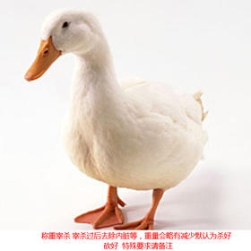 饲养鸭（毛重）