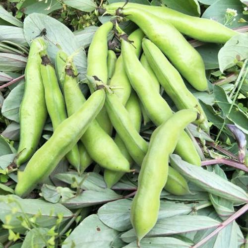 胡豆米 商品图1