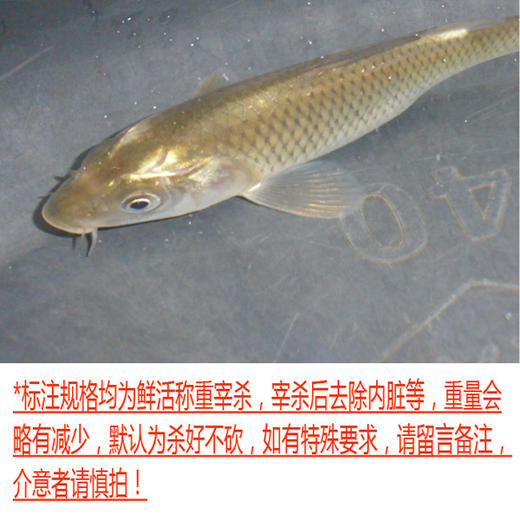 鲤鱼（每条约1~5斤，1.2斤起卖，量大需提前预定） 商品图0