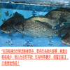 鲫鱼（一条约0.8~1斤，0.8斤起售，以实际称重为准） 商品缩略图0