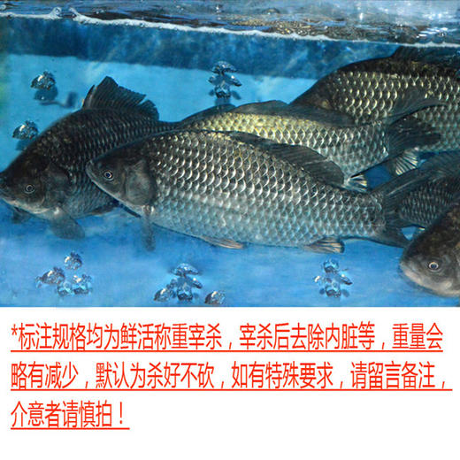 鲫鱼（一条约0.8~1斤，0.8斤起售，以实际称重为准） 商品图0