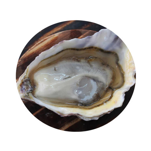 法国进口鲜活生蚝白珍珠n1n2号