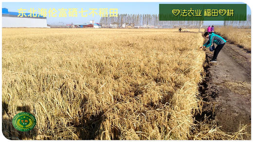CSA预售认购2022七不水稻大米CSA委托种植土地认购 浙江仙居委托种植水稻土地配送份额1分-1亩 商品图10
