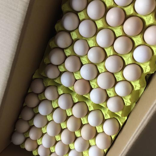 黎园鸡蛋 商品图3