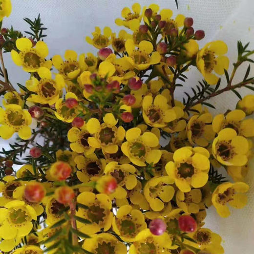 腊梅 黄色 商品图0