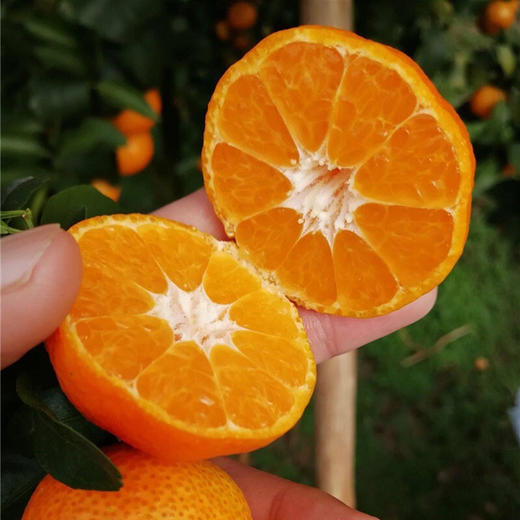 正宗广西砂糖桔 商品图3