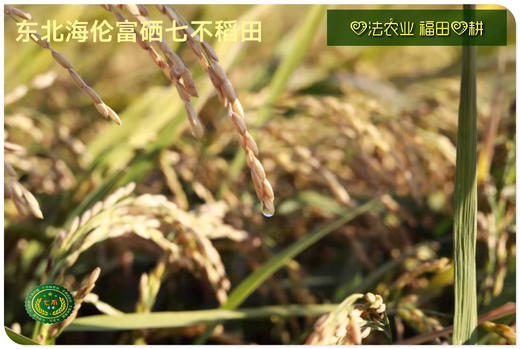 CSA预售认购2022七不水稻大米CSA委托种植土地认购 浙江仙居委托种植水稻土地配送份额1分-1亩 商品图6