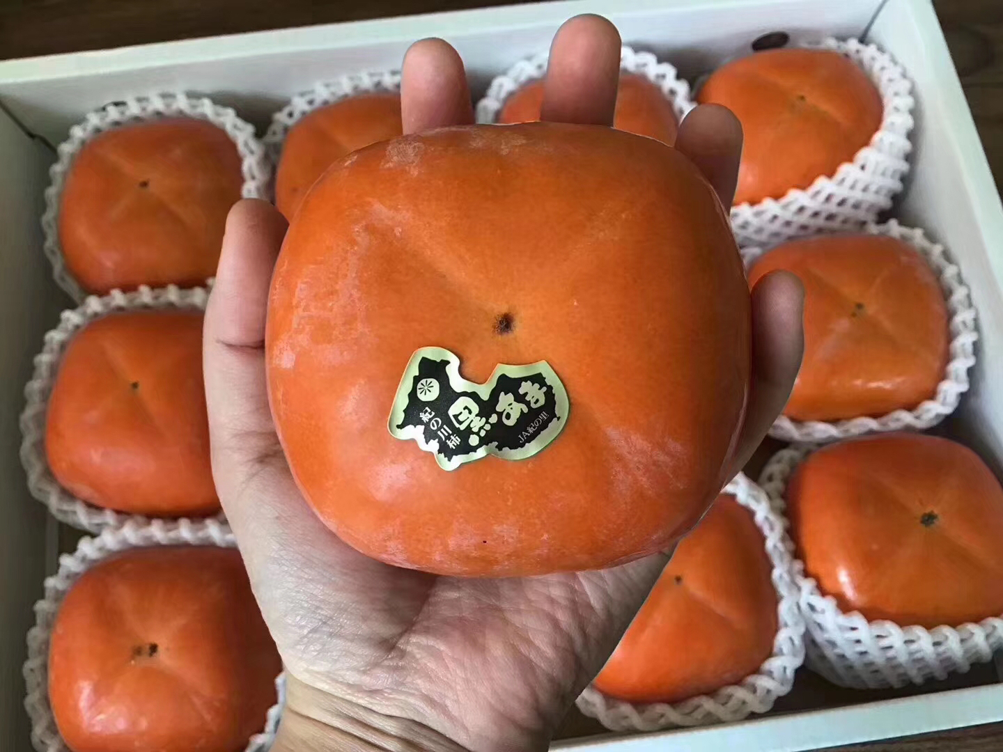 日本纪川黑柿# 个头比普通柿子要大,实至名归-…好吃的柿子,硬的时候