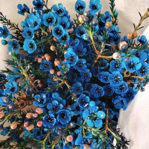 腊梅 蓝色 商品图0