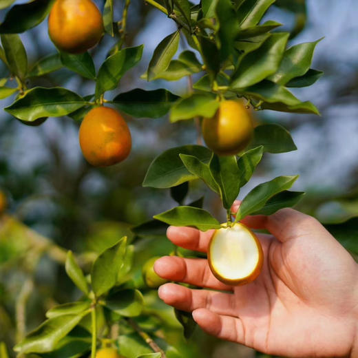 融安滑皮金桔 有机种植高山果  3/4斤装 商品图9