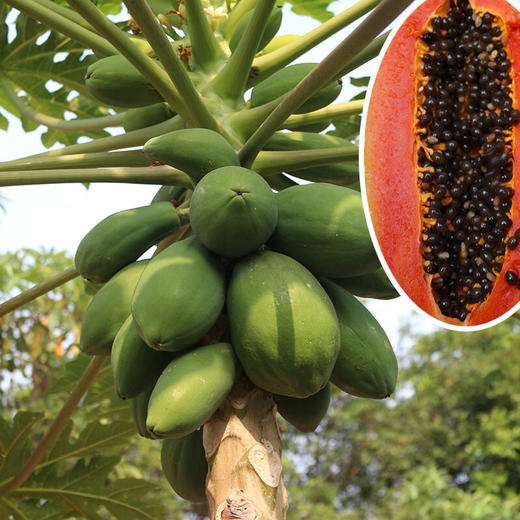 新鲜木瓜5斤/9斤 水果 蔬菜 红心 牛奶 整箱 当季应季 包邮  商品图3