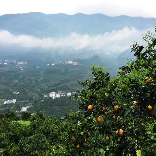 融安滑皮金桔 有机种植高山果  3/4斤装 商品图8