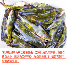 黄辣丁（每条约0.2~0.4斤，1斤起售，量大需提前预定）