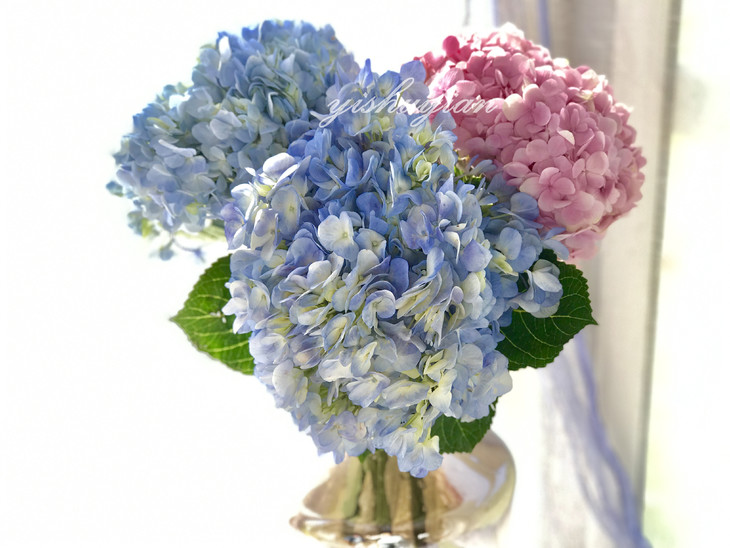 瓶插花混色绣球