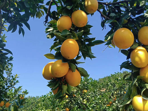 正当时，桐鲜生第六季正宗赣南脐橙，给你想要的维生C，产地现摘现发 商品图2