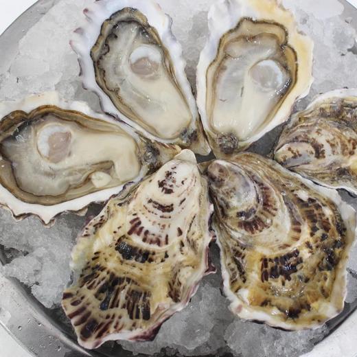 法国进口鲜活生蚝白珍珠n1n2号