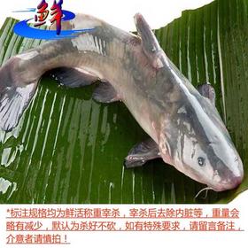 江团（每条2.5~5斤，2.5斤起售，量大需提前预定）