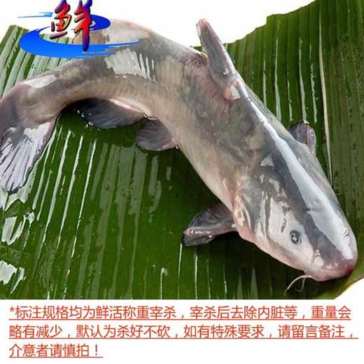 江团（每条2.5~5斤，2.5斤起售，量大需提前预定） 商品图0