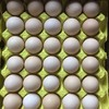 黎园鸡蛋 商品缩略图2