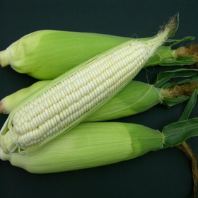 鲜玉米棒（剥皮）