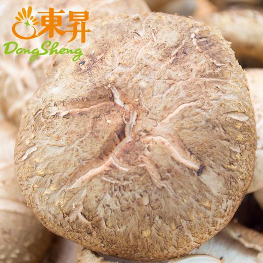 东升农场 鲜香菇  蘑菇 广州蔬菜新鲜配送300G 商品图3