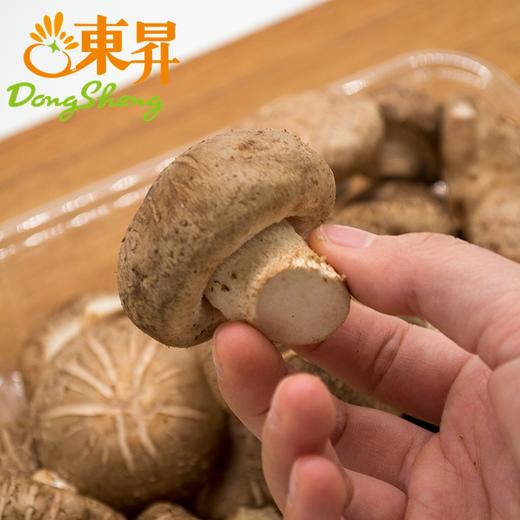 东升农场 鲜香菇  蘑菇 广州蔬菜新鲜配送300G 商品图4