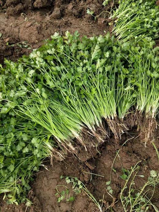 【百汇到家】香菜（半斤起售） 商品图0