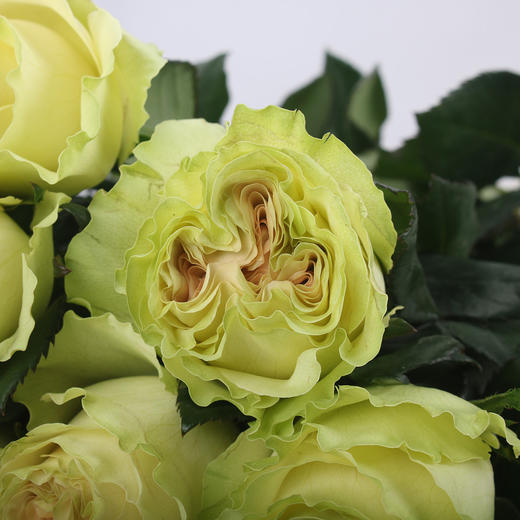 玫瑰·【琉璃翠】