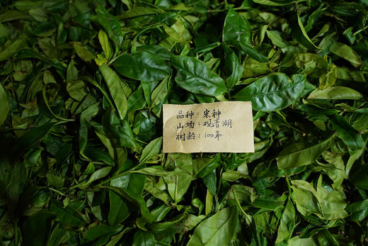 乌岽宋种 2025年春茶  凤凰单丛茶 商品图3