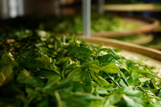 乌岽宋种 2025年春茶  凤凰单丛茶 商品图4