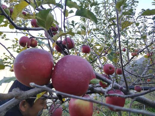 南沟村，糖心苹果 5斤装 商品图4