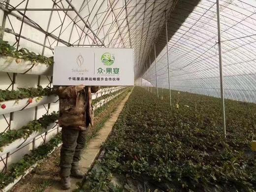 丹东九九草莓 商品图2
