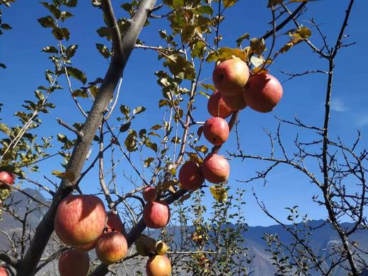 南沟村，糖心苹果 5斤装 商品图3